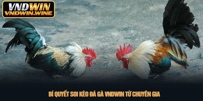 Đá gà VNDWIN - Sảnh cược trực tiếp đẳng cấp nhất 2026 4 Bí quyết soi kèo đá gà VNDWIN từ chuyên gia