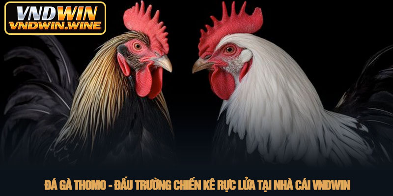 Đá gà Thomo - Đấu trường chiến kê rực lửa tại nhà cái VNDWIN 1 Đá gà Thomo - Đấu trường chiến kê rực lửa tại nhà cái VNDWIN