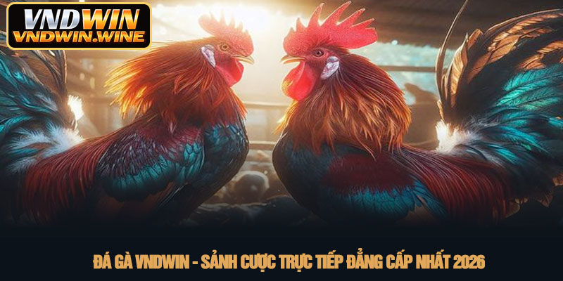 Đá gà VNDWIN - Sảnh cược trực tiếp đẳng cấp nhất 2026 1 Đá gà VNDWIN - Sảnh cược trực tiếp đẳng cấp nhất 2026