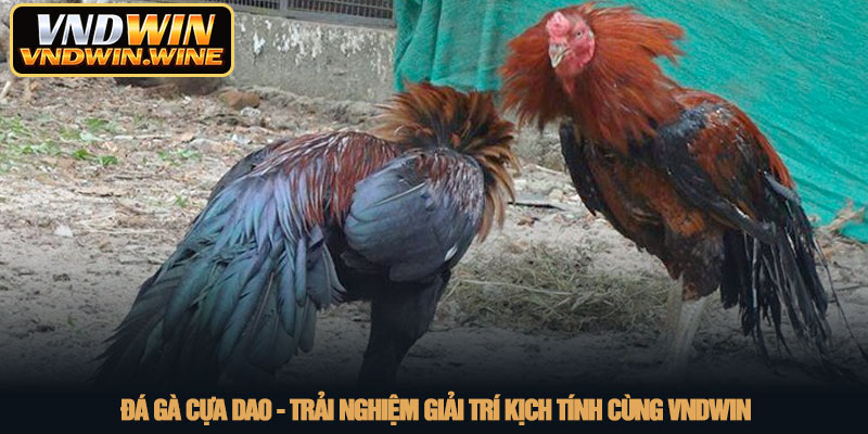 Đá gà cựa dao - Trải nghiệm giải trí kịch tính cùng VNDWIN 2 Đá gà cựa dao - Trải nghiệm giải trí kịch tính cùng VNDWIN
