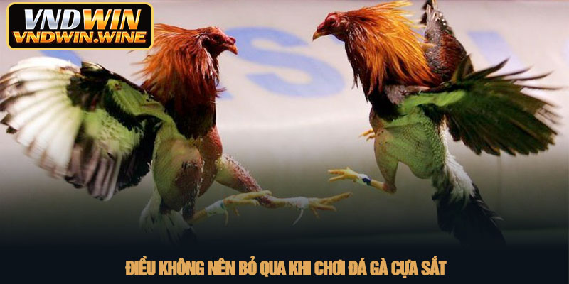 Đá gà cựa sắt - Đỉnh cao giải trí trực tuyến tại VNDWIN 4 Điều không nên bỏ qua khi chơi đá gà cựa sắt