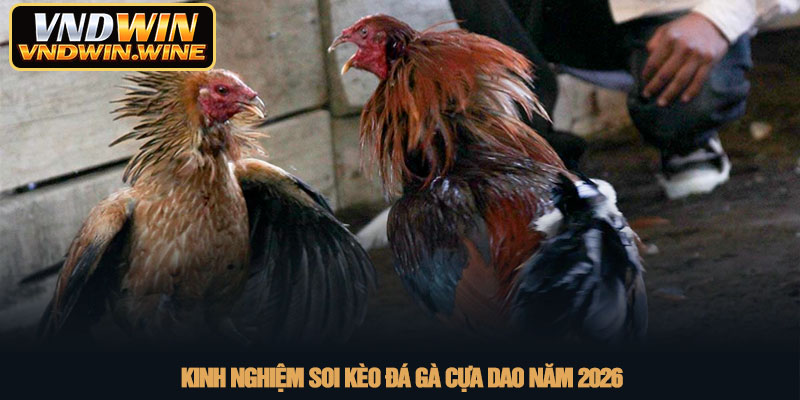 Đá gà cựa dao - Trải nghiệm giải trí kịch tính cùng VNDWIN 3 Kinh nghiệm soi kèo đá gà cựa dao năm 2026