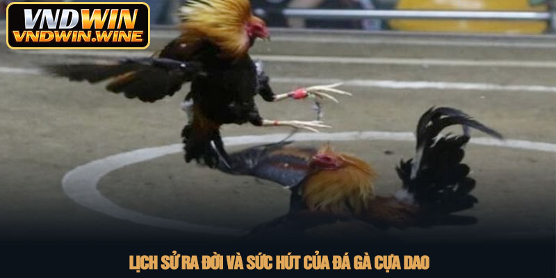 Đá gà cựa dao - Trải nghiệm giải trí kịch tính cùng VNDWIN 2 Lịch sử ra đời và sức hút của đá gà cựa dao