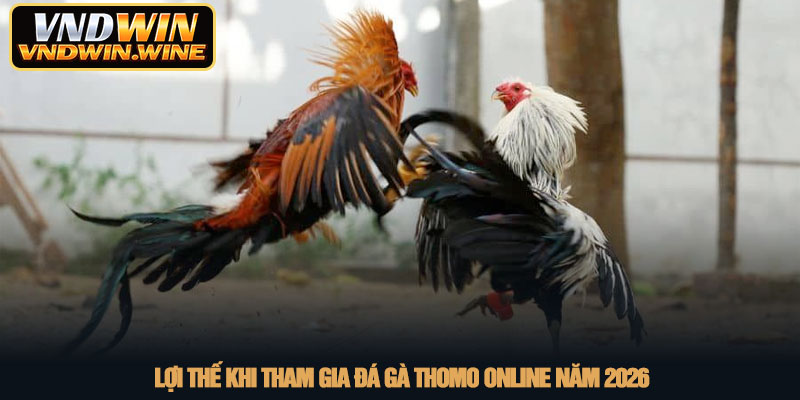Đá gà Thomo - Đấu trường chiến kê rực lửa tại nhà cái VNDWIN 4 Lợi thế khi tham gia đá gà Thomo online năm 2026