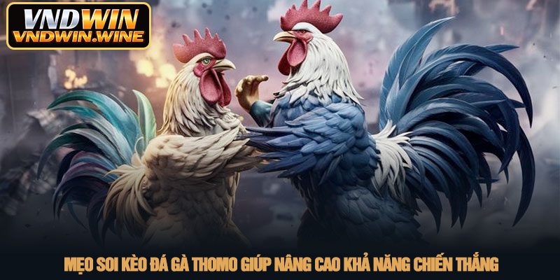 Đá gà Thomo - Đấu trường chiến kê rực lửa tại nhà cái VNDWIN 3 Mẹo soi kèo đá gà Thomo giúp nâng cao khả năng chiến thắng