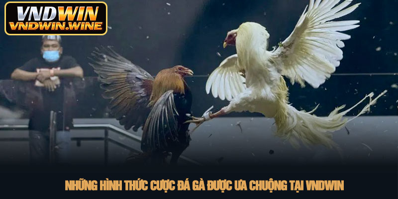 Đá gà VNDWIN - Sảnh cược trực tiếp đẳng cấp nhất 2026 3 Những hình thức cược đá gà được ưa chuộng tại VNDWIN