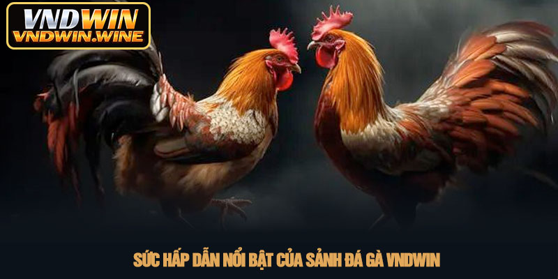 Đá gà VNDWIN - Sảnh cược trực tiếp đẳng cấp nhất 2026 2 Sức hấp dẫn nổi bật của sảnh đá gà VNDWIN