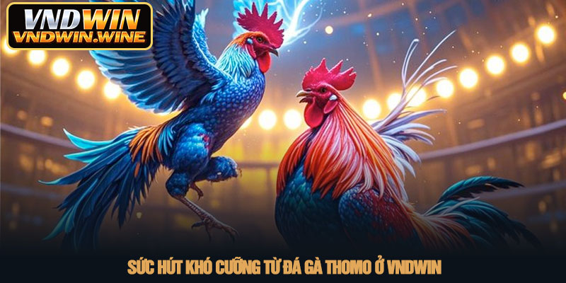 Đá gà Thomo - Đấu trường chiến kê rực lửa tại nhà cái VNDWIN 2 Sức hút khó cưỡng từ đá gà Thomo ở VNDWIN